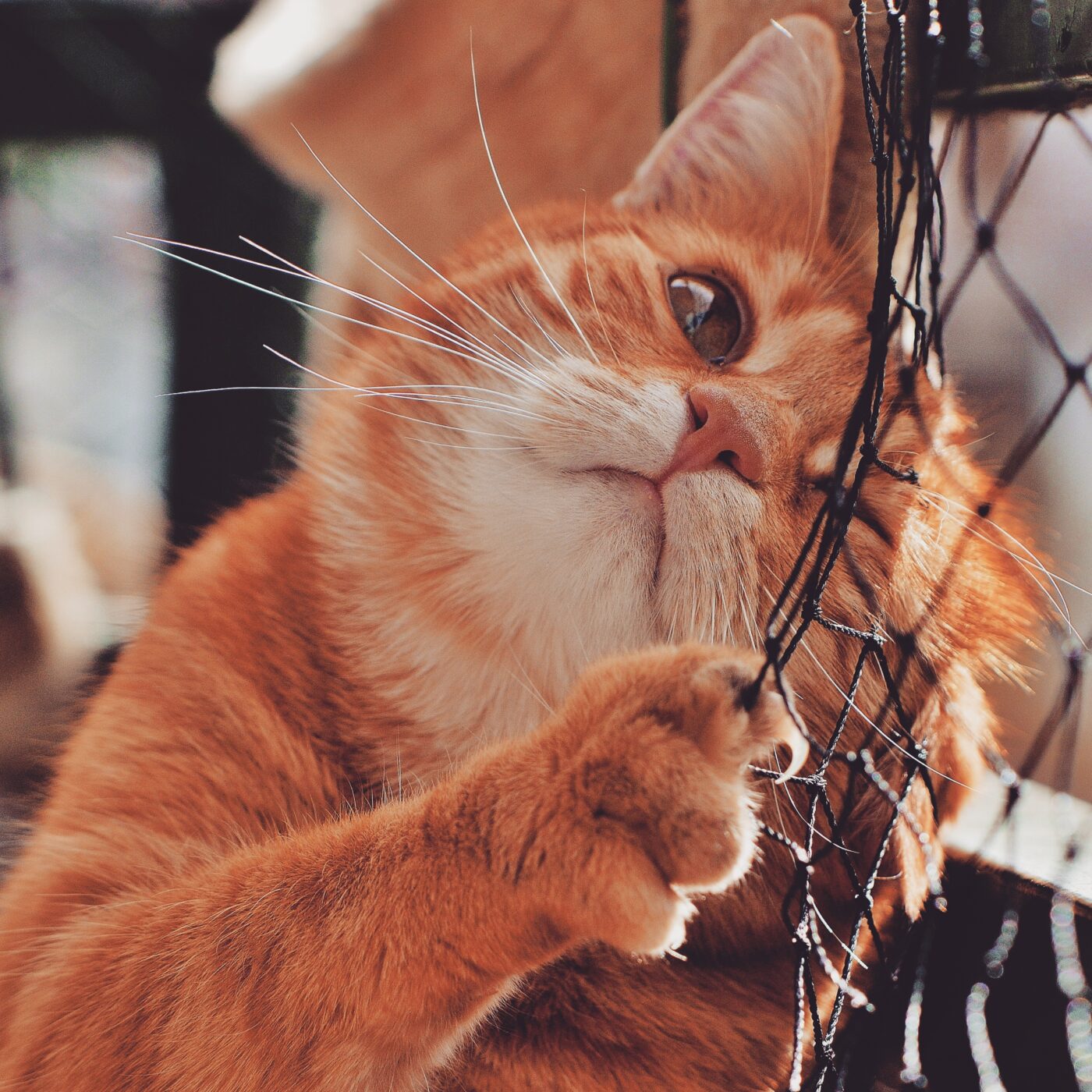 Czy karmić kota po kastracji lub sterylizacji? - zobacz na ecofood24.pl